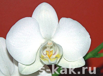 Как поливать орхидею Фаленопсис