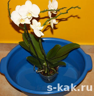 Как поливать орхидею Фаленопсис