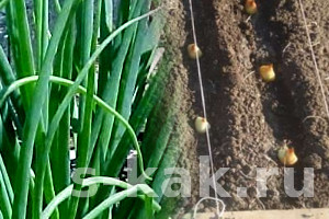 Как правильно сажать лук весной в открытый грунт